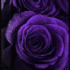 deesdesigns16